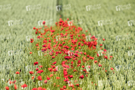Mohnfeld bei Hannover