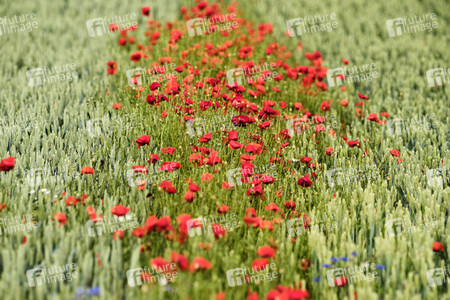 Mohnfeld bei Hannover