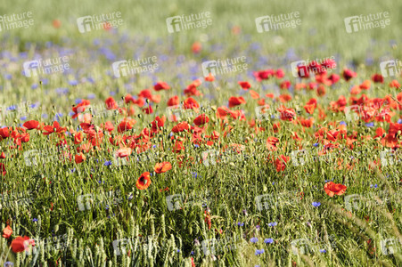 Mohnfeld bei Hannover