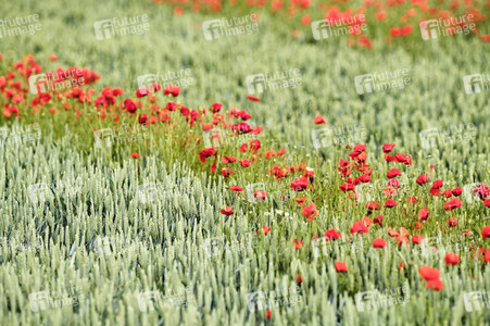 Mohnfeld bei Hannover