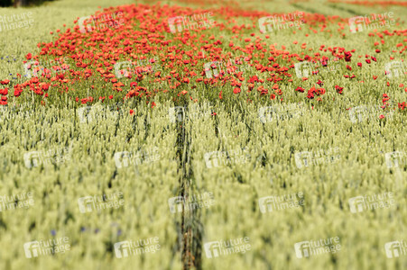 Mohnfeld bei Hannover