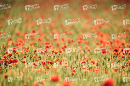 Mohnfeld bei Hannover