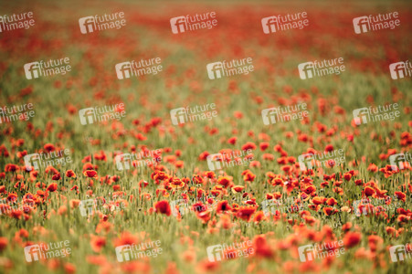 Mohnfeld bei Hannover