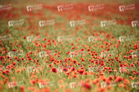 Mohnfeld bei Hannover