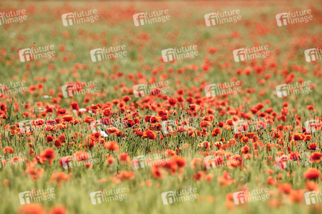 Mohnfeld bei Hannover