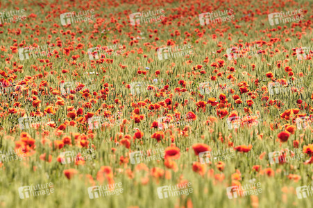 Mohnfeld bei Hannover