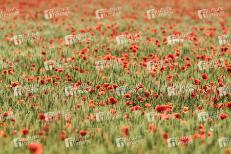 Mohnfeld bei Hannover