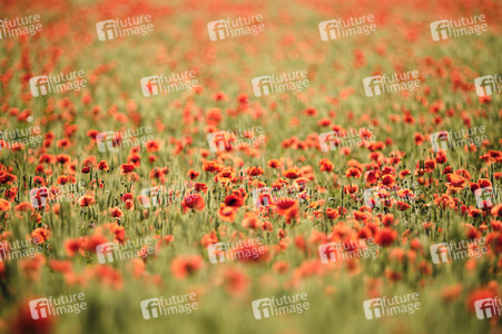 Mohnfeld bei Hannover