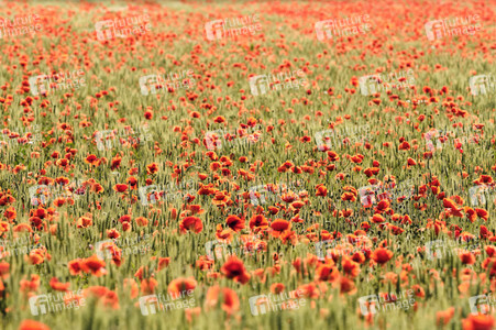 Mohnfeld bei Hannover