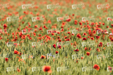 Mohnfeld bei Hannover