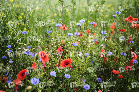 Mohnfeld bei Hannover