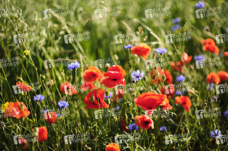 Mohnfeld bei Hannover