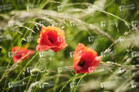 Mohnfeld bei Hannover