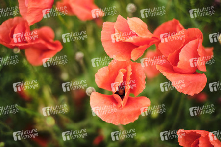 Mohnfeld bei Hannover