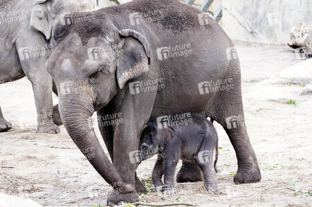 Elefanten-Nachwuchs im Kölner Zoo