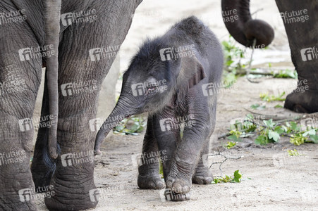 Elefanten-Nachwuchs im Kölner Zoo