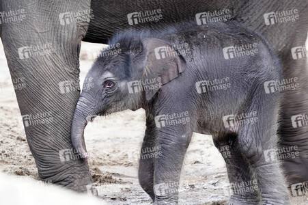 Elefanten-Nachwuchs im Kölner Zoo