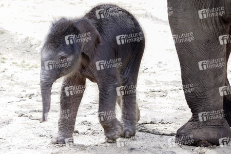 Elefanten-Nachwuchs im Kölner Zoo