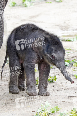 Elefanten-Nachwuchs im Kölner Zoo