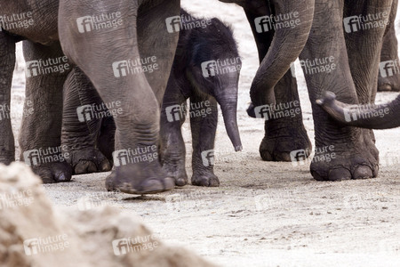 Elefanten-Nachwuchs im Kölner Zoo