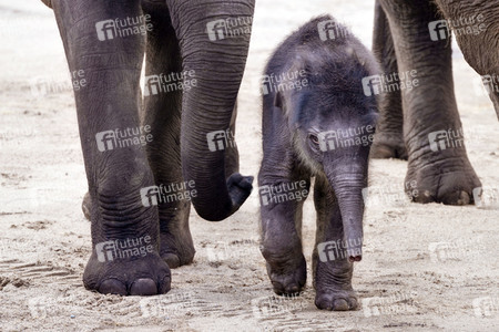 Elefanten-Nachwuchs im Kölner Zoo