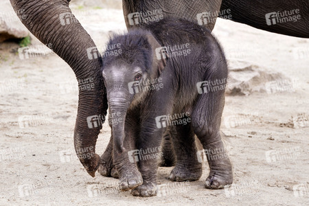 Elefanten-Nachwuchs im Kölner Zoo
