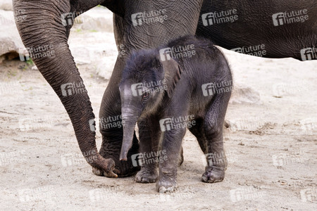 Elefanten-Nachwuchs im Kölner Zoo