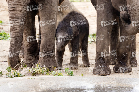 Elefanten-Nachwuchs im Kölner Zoo