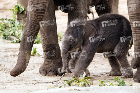 Elefanten-Nachwuchs im Kölner Zoo