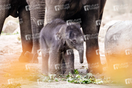 Elefanten-Nachwuchs im Kölner Zoo