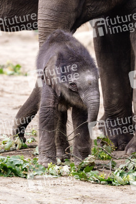 Elefanten-Nachwuchs im Kölner Zoo