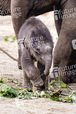 Elefanten-Nachwuchs im Kölner Zoo
