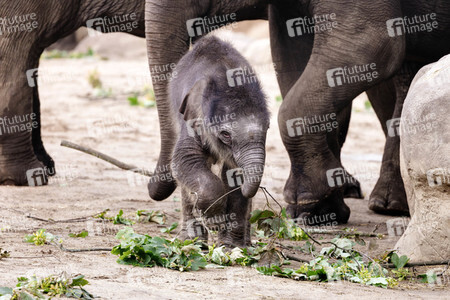 Elefanten-Nachwuchs im Kölner Zoo