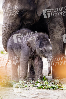Elefanten-Nachwuchs im Kölner Zoo