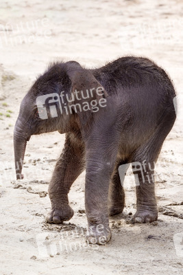 Elefanten-Nachwuchs im Kölner Zoo