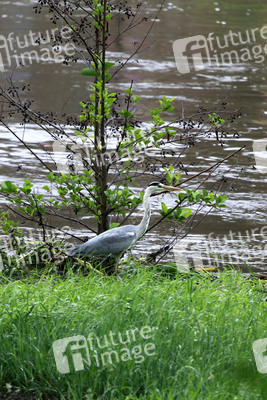 Hochwasser in Görlitz