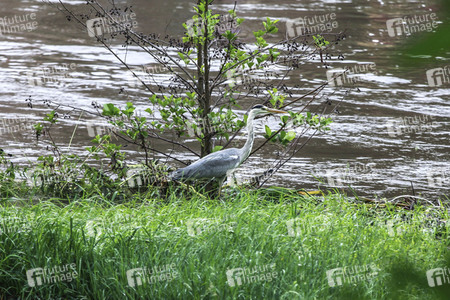 Hochwasser in Görlitz