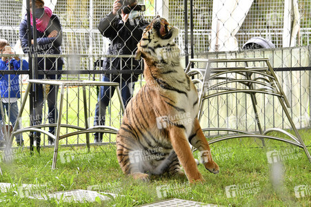 Presserundgang auf der Circus Krone-Farm. Weßling