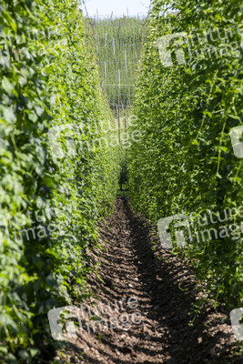 Hopfengut No20 in Tettnang