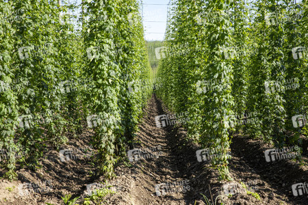 Hopfengut No20 in Tettnang