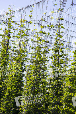 Hopfengut No20 in Tettnang