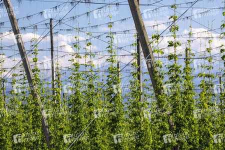 Hopfengut No20 in Tettnang