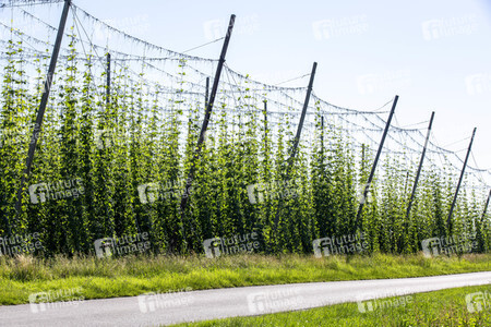 Hopfengut No20 in Tettnang