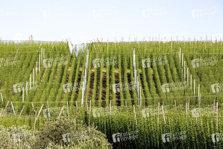 Hopfengut No20 in Tettnang