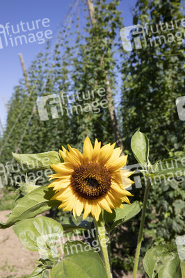 Hopfengut No20 in Tettnang