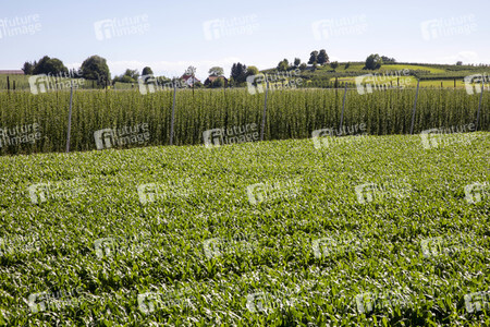 Hopfengut No20 in Tettnang