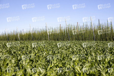 Hopfengut No20 in Tettnang