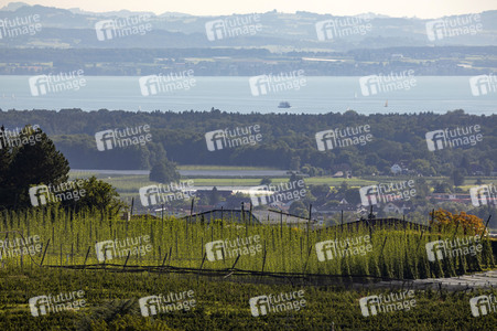 Hopfengut No20 in Tettnang