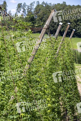 Hopfengut No20 in Tettnang