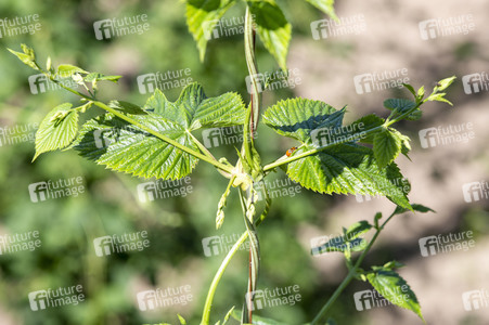 Hopfengut No20 in Tettnang